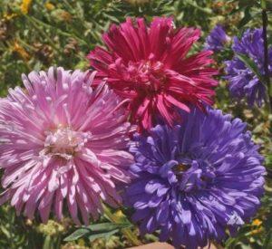 Paudha Aster Mix Seed (21 per packet)