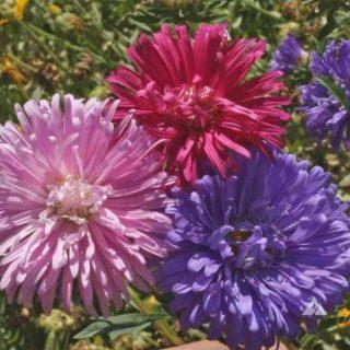 Paudha Aster Mix Seed (21 per packet)