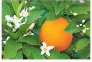 DIOART ™Dwarf Orange Seeds Fruit Seeds For Organic Farming Fruit Seeds Garden Pack-870 Seed (75 per packet)