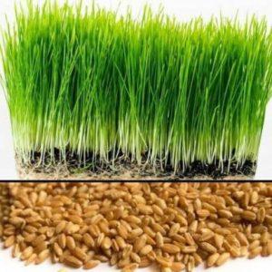 VibeX Wheatgrass Seed (900 per packet)