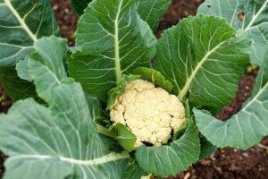 Flowtine Cauliflower Seed (760 per packet)