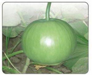 UGRA Bottle Gourd Gol Ghiya Seeds Seed (20 per packet)