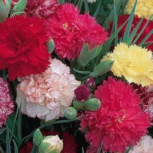 XOLDA Exotic Carnation Mix Seed (67 per packet)