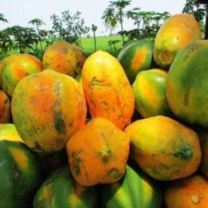 PLANTZON Papaya Hybrid Fruit Seed (60 per packet)