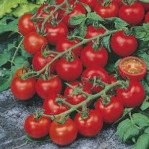 ALPINE HYBRID SEEDS Tomatoseeds,seeds,vegetbleseeds Seed (200 per packet)