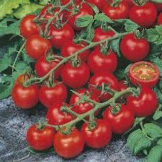 ALPINE HYBRID SEEDS Tomatoseeds,seeds,vegetbleseeds Seed (200 per packet)