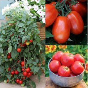 ALPINE HYBRID SEEDS Tomatoseeds,seeds,vegetbleseeds Seed (200 per packet)