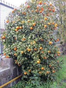 DIOART ™Dwarf Orange Seeds Fruit Seeds For Organic Farming Fruit Seeds Garden Pack-357 Seed (50 per packet)