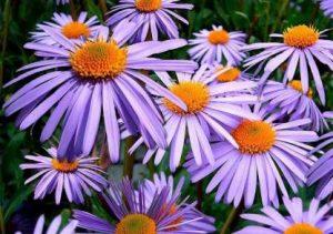 Paudha Aster Flower Seed (40 per packet)