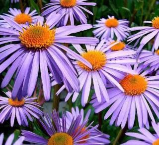 Paudha Aster Flower Seed (40 per packet)