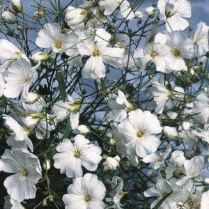 XOLDA Exotic Gypsophila Flower Seed (52 per packet)
