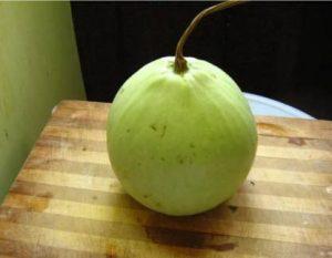 UGRA Ghiya Bottle Gourd Round Seed (20 per packet)