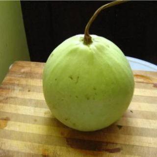 UGRA Ghiya Bottle Gourd Round Seed (20 per packet)