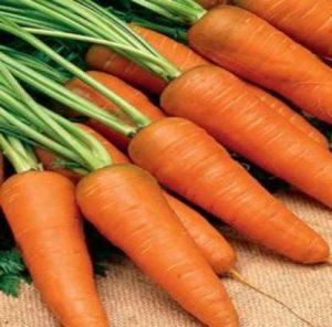 GROUNDOXY CARROT (GAJJAR) SEED CT70 SUPERIOR QUALITY CARROT SEED FOR YOUR HOME GARDENING 100% FERTILIZATION ORGANIC F1 VEGETABLE SEED PRODUCER CHOICE 300 SEEDS PER PACK Seed (300 per packet)