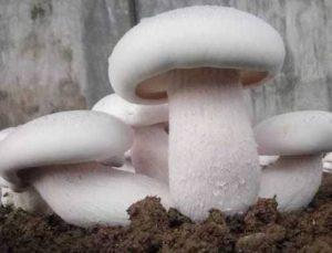 PLANTZON Mushroom Herb Seed (16 per packet)