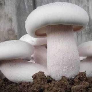 PLANTZON Mushroom Herb Seed (16 per packet)