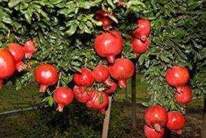 PLANTZON Pomegranate Hybrid Fruit Seed (46 per packet)