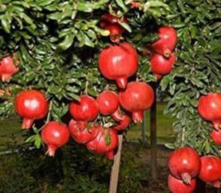 PLANTZON Pomegranate Hybrid Fruit Seed (46 per packet)