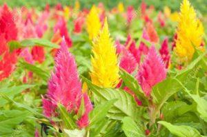 Paudha Celosia Seed (16 per packet)
