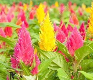 Paudha Celosia Seed (16 per packet)