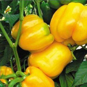 ALPINE HYBRID SEEDS yellow Capsicum,seeds,vegetbleseeds Seed (50 per packet)
