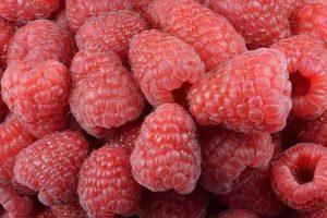 Organic Galaxy Raspberry sweet fruit hybrid eco-friendly Seed (20 per packet)