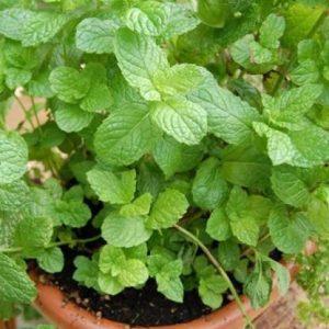 XOLDA Organic Pudina mint Seed (57 per packet)
