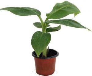 EZtect Banana Plant (Hybrid, Pack of 1)