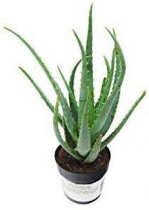 HarvestVale Aloe Vera Plant (Hybrid, Pack of 1)
