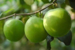 Platone Ber Apple Plant (Hybrid, Pack of 1)