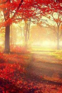 Autumn Trail (English, Paperback, Planners Legacy4life)