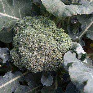 Shashikala Broccoli (Hybrid, Pack of 3)