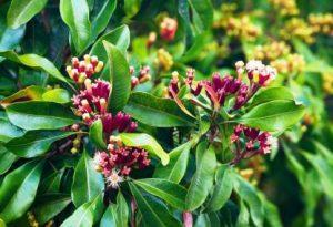 FURYHUB Clove Plant (Hybrid, Pack of 1)