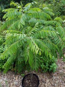 Earth Angels Curry Leaf Plant (Hybrid, Pack of 1)