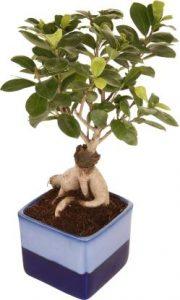 Exotic Green Ficus Plant (Pack of 1)