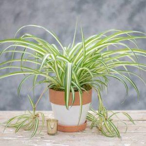 LushGreen Spider Plant (Hybrid, Pack of 1)