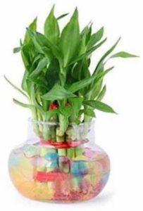 Finest Flora Two Layer Bamboo Plant (Pack of 1)