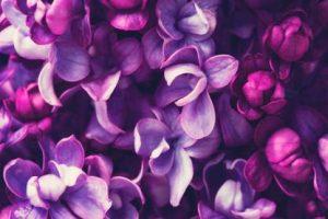 Nature Wall Poster| Lila Blumen Hintergrund| Decorative Wall poster|High Resolution -300 GSM- (18 x 12) Paper Print (12 inch X 18 inch)