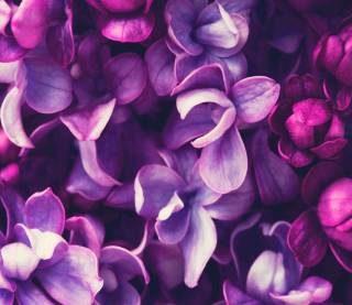 Nature Wall Poster| Lila Blumen Hintergrund| Decorative Wall poster|High Resolution -300 GSM- (18 x 12) Paper Print (12 inch X 18 inch)