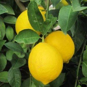 JR GLOBLE Lemon Plant (Pack of 1)