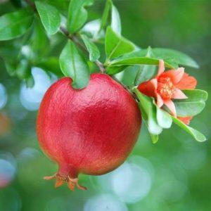 JR GLOBLE Pomegranate Plant (Pack of 1)