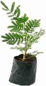 JR GLOBLE Shami/Jand Plant (Pack of 1)