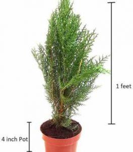 Dream Garden Platycladus/Morpankhi Plant (Hybrid, Pack of 1)