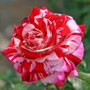 FlowQueens Rose Plant (Hybrid, Pack of 1)