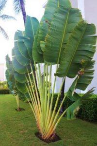Green Era Traveller Palm Plant (Hybrid, Pack of 1)