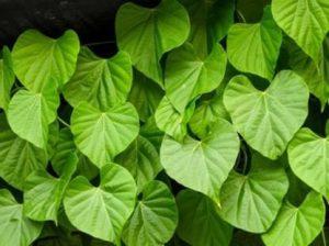 GIFTIGARDENING Giloy Plant (Hybrid, Pack of 1)