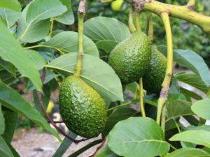 LushGreen Avocado Plant (Hybrid, Pack of 1)