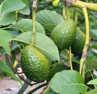 LushGreen Avocado Plant (Hybrid, Pack of 1)