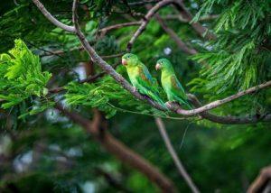 Parrot birds poster, Birds poster , POSTER, ANIMALS Poster for Wall, Birds For badroom | A3 Posters for Room Photographic Print (12 X 18 inch, Rolled) Photographic Paper (12 inch X 18 inch) Photographic Paper (12 inch X 18 inch)