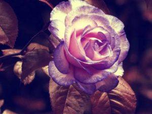 rose poster , gulab phul ka poster, Flower poster Waterproof Vinyl Sticker Poster Photographic Paper (12 inch X 18 inch)